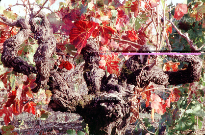Sonoma County, Grape Cluster, California