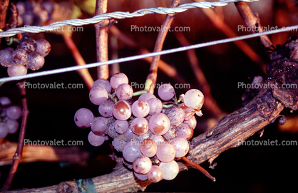 Red Grape, Sonoma County, Grape Cluster, California