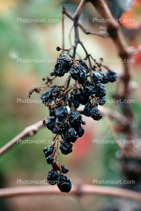 Red Grapes, Sonoma County, Grape Cluster, Raisons