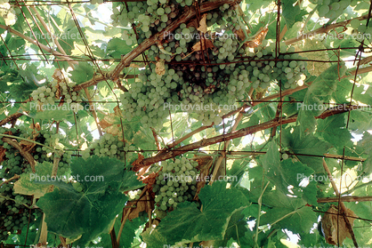 grapes, Sonoma County, Grape Cluster