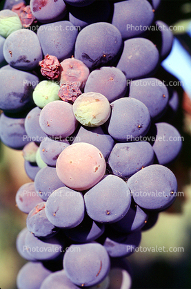Red Grapes, Grape Cluster, Dry Creek Valley, Sonoma County, California, close-up