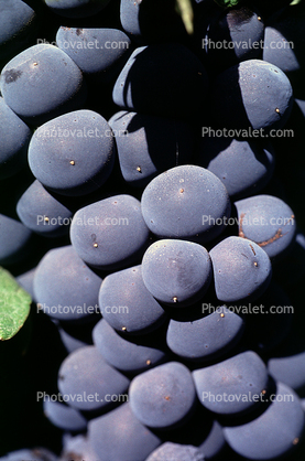 Red Grapes, Grape Cluster, Dry Creek Valley, Sonoma County, California