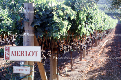 Merlot Grapes, Vineyard Rows, Dry Creek Valley, Sonoma County, California