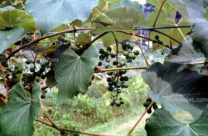 White Grapes, Burgandy, France