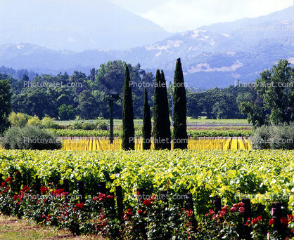 Rows of Vines, hills, mountains, trees