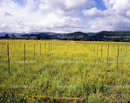 Mustard Plants, empty rows, hills, clouds, mountains