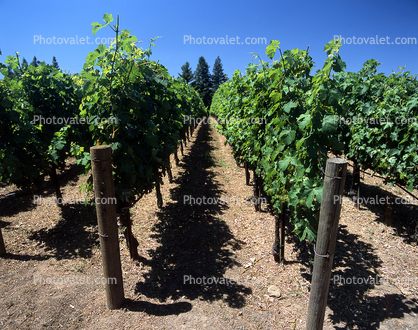 White Grapes, rows of vines, shadow