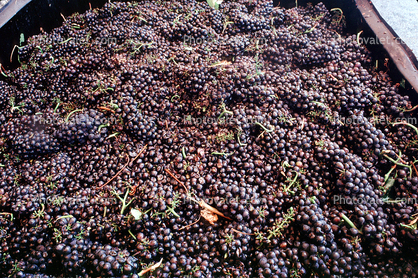 red grapes