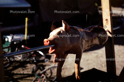 Roasted Pig on a Spit, Roasting, White Meat, Hoof