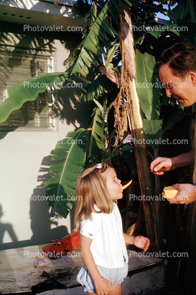 Papaya, Father, Daughter, 1950s