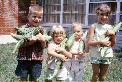 Corn, 1950s