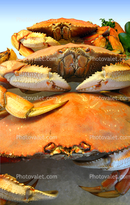 Cooked Dungeness Crabs, steamed, seafood, shellfish, stacked