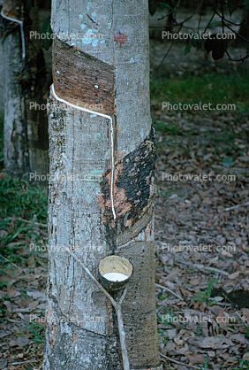 Para Rubber Tree, (Hevea brasiliensis), Latex