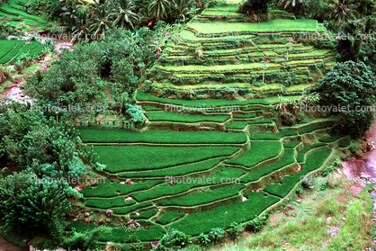 Rice Terrace, Terraced Hills, River, Island of Bali