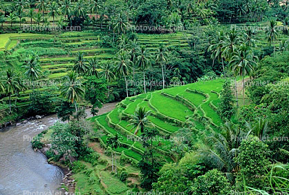 Rice Terrace, Terraced Hills, River, Island of Bali