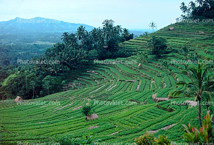 Rice Terrace, Terraced Hills, Island of Bali
