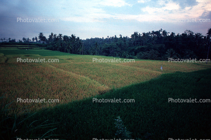 Rice Paddy, Island of Bali