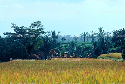 Rice Paddy, Island of Bali