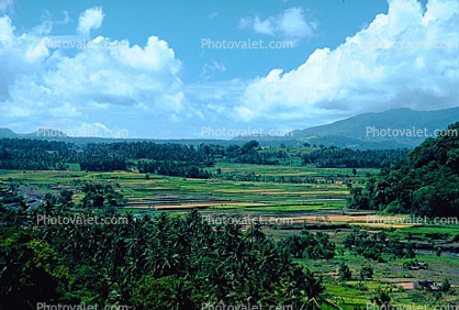 Rice Fields, Hills, Island of Bali