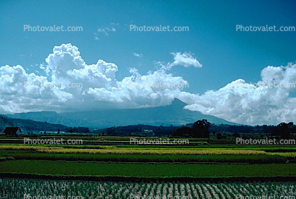 Rice Fields, Hills, Island of Bali