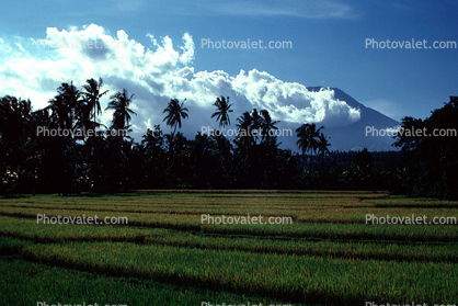 Island of Bali, Rice Paddy