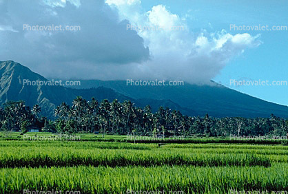 Island of Bali, Rice Paddy
