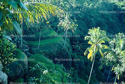 Palm Trees, Island of Bali