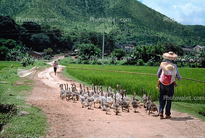 Ducks, Rice Field, Paddy