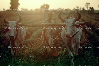 Tilling Soil, Plowing, Farmer, Oxen, Cow, Bull, Brahma