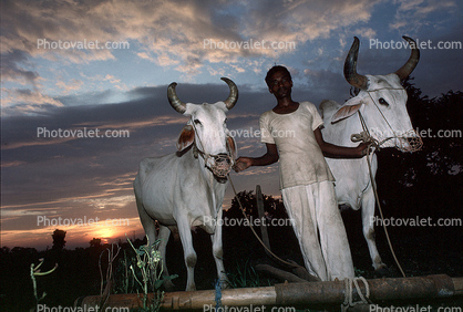 Brahama bulls, Farmer, Oxen