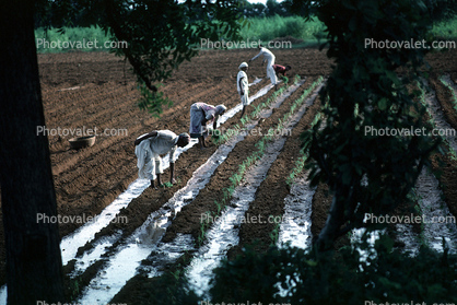 Planting, sowing, irrigation, Sythe