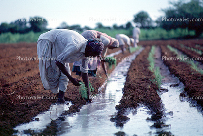 Planting, sowing, irrigation, Women, Woman, Water