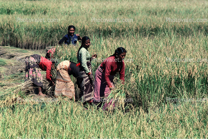 Woman, Women, Labor, Laborers, Harvesting, Kathmandu Valley