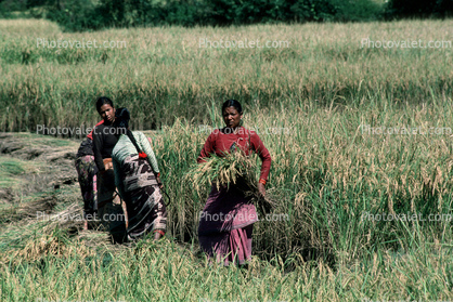 Woman, Women, Labor, Laborers, Harvesting, Kathmandu Valley