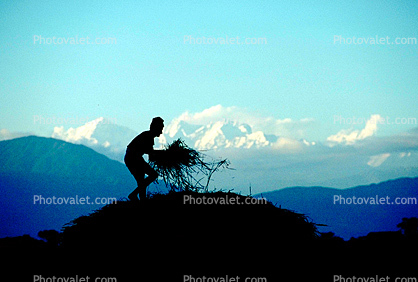 Man, Male, Labor, Laborers, Harvesting, Kathmandu Valley