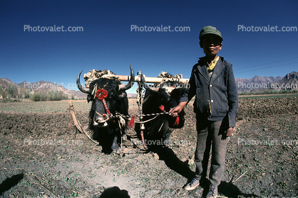 Yak, Oxen, Cows, Plowing, Tilling, Tibet, Man, Male, Labor, Laborer, dirt, soil