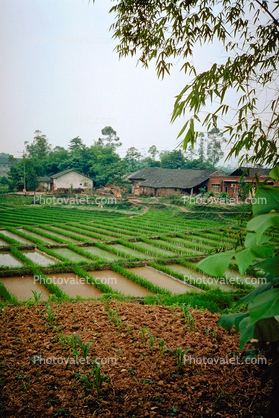 Rice paddy, homes, houses, buildings
