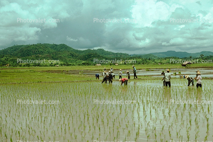 Rice paddy, planting, planters, farmers, workers