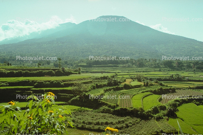 Terraced Rice Fields, Terrace, paddies, mountains