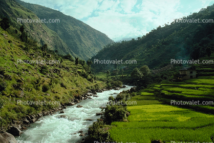 Terraced Rice Fields, Terrace, River, Valley, paddies, hills