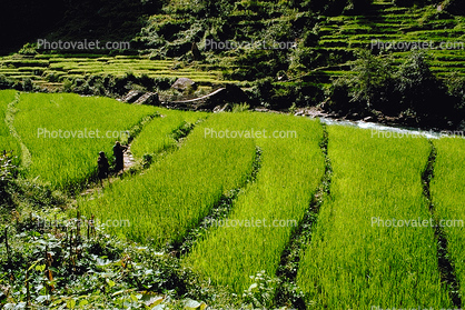 Terraced Rice Fields, Terrace, paddies, hills