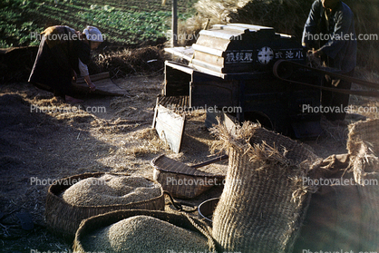 Woman, Women, Labor, Laborers, Harvesting, Rice Threshing, Japan