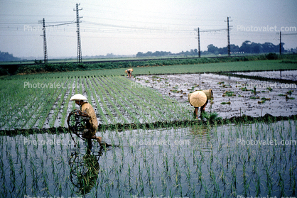 Rice Paddy, Fields, Water, Man, Male, Labor, Laborers, Harvesting, Japan