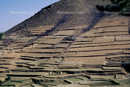 terrace, rice farming, Terraced Rice Fields, Pusan, South Korea