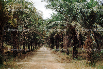 Dirt Road, Palm Trees, unpaved