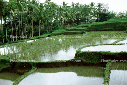 Terraced Rice Fields, Palm Trees, ponds, water, Island of Bali