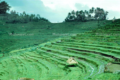 Terraced Rice Fields, Island of Bali, Sod