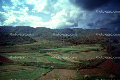 Terraced Rice Fields, Terrace, Yu Yuan, China, Chinese, Asian, Asia