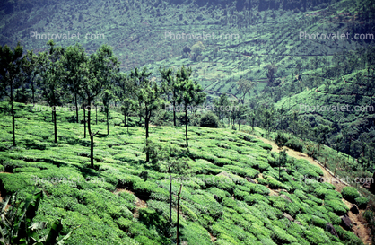 Tea Plantation, Fields