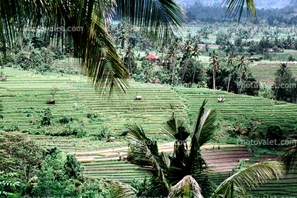 Terraced Rice Fields, Eastern Bali